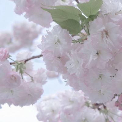 九原福瑞交流群